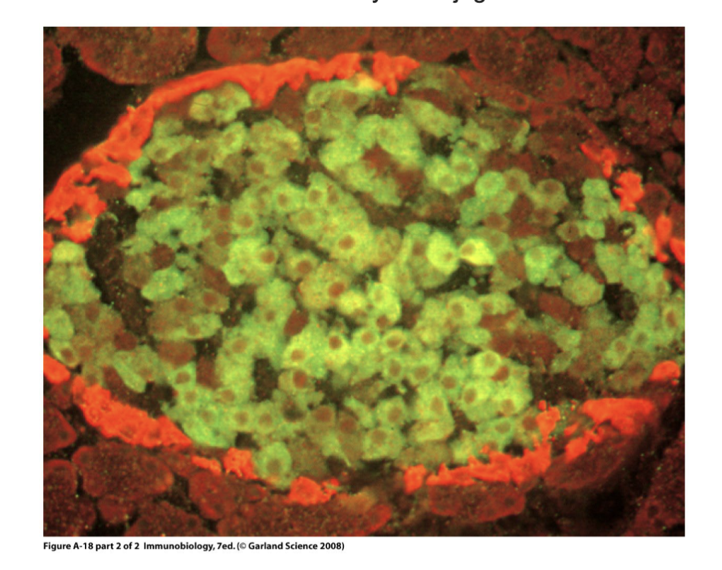 <p><span><span>Antibody is conjugated with a fluorescent probe</span></span></p><p>change detection method but everything dependent on antibody antigen interaction, can conjugate the antibody w/ fluorochrome</p>