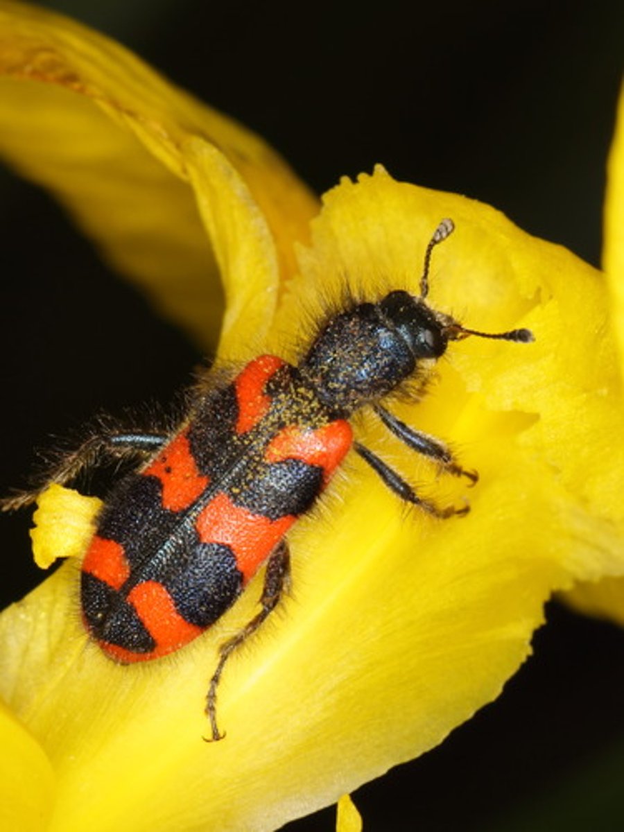 knowt flashcard image