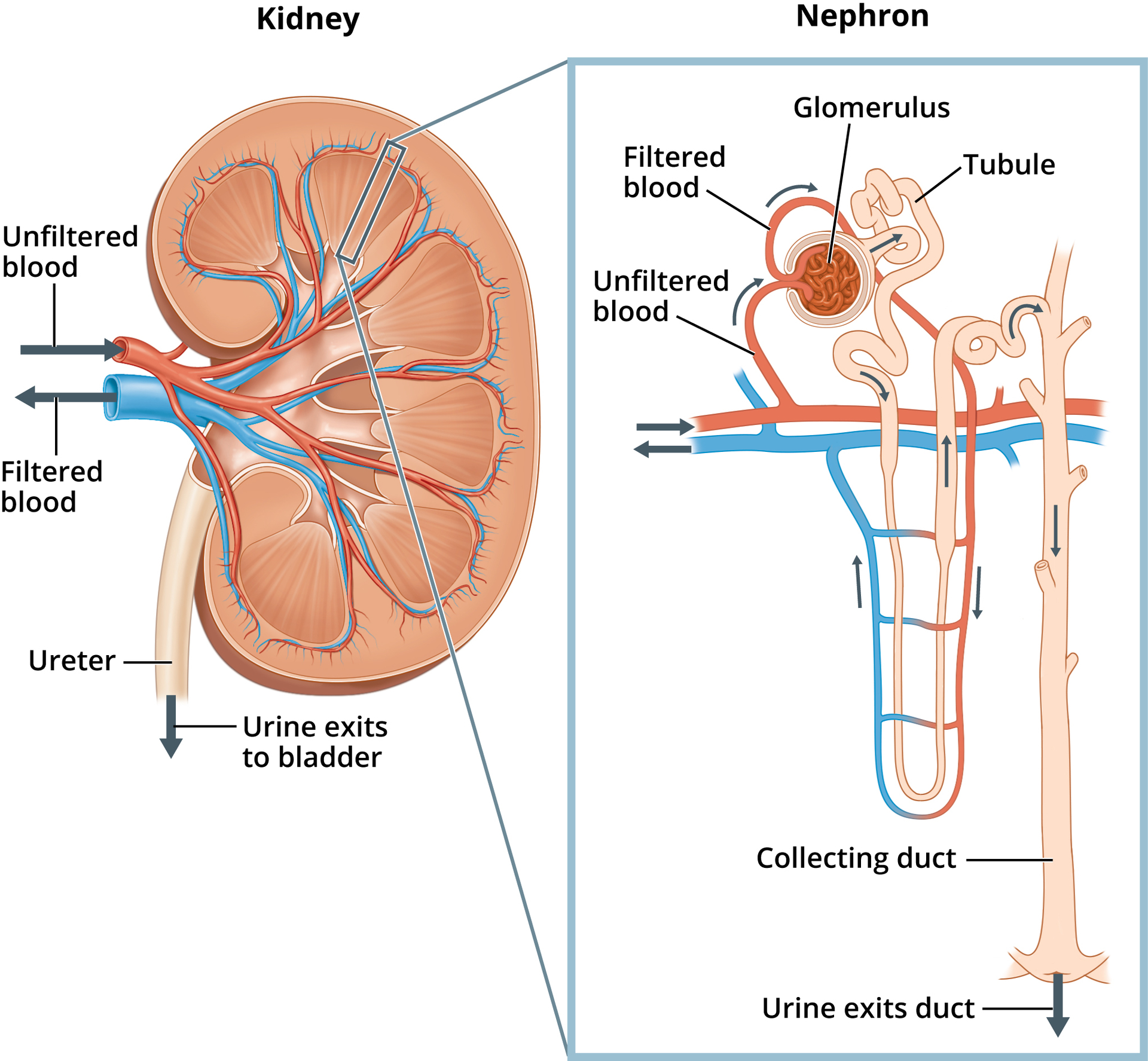 <p>Which statement is correct about vasa recta?</p><p>They arise from the aorta.</p><p>They arise from the afferent arteriole.</p><p>They arise from the renal artery.</p><p>They arise from the efferent arteriole.</p>