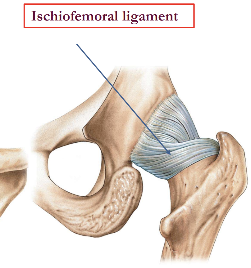 <ul><li><p><strong>Ischiofemoral Ligament</strong></p></li></ul><p></p>