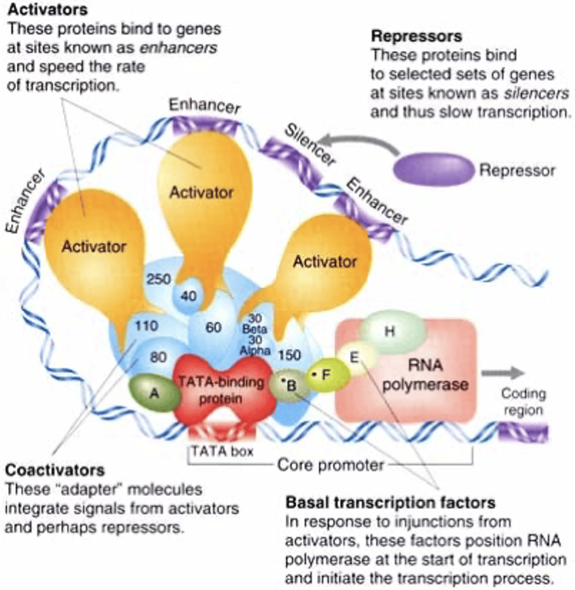 <p>Regulatory elements / factors that regulate genes on the same chromosome(enhancers, promoters)</p>
