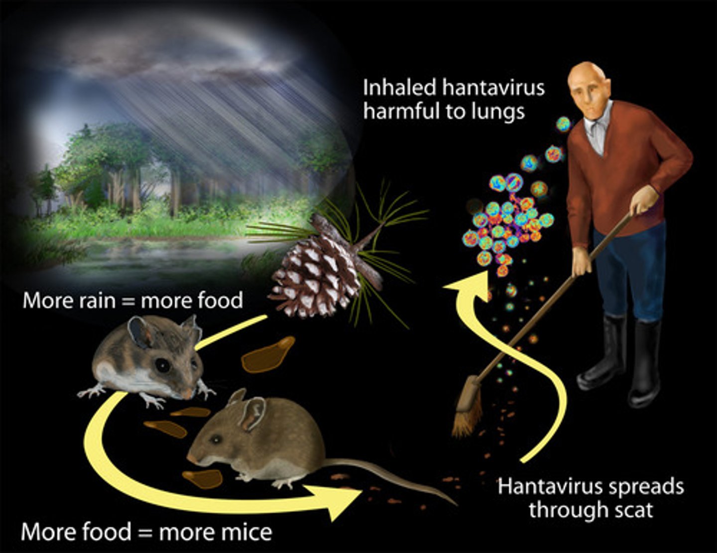<p>Inhalation of rodent feces, urine, or saliva</p>