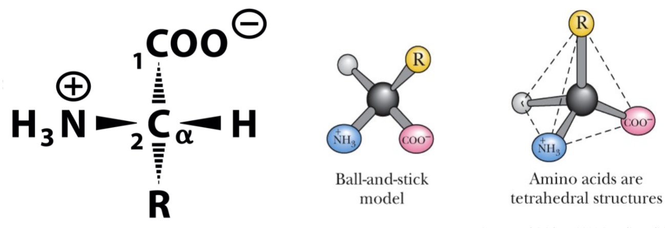 Made of:

* amino group (NH3) (+)
* carboxy group (COO) (-)
* R side chain

*peptide bond made in condensation rxn btwn amino group and carboxyl group*