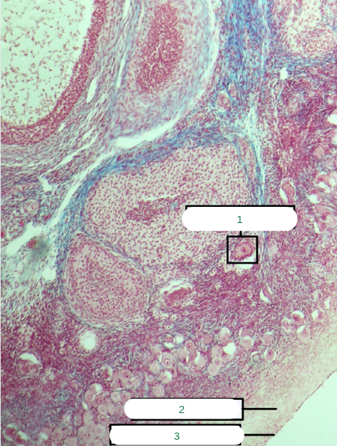 <p>What is the specimen in the photo?</p>