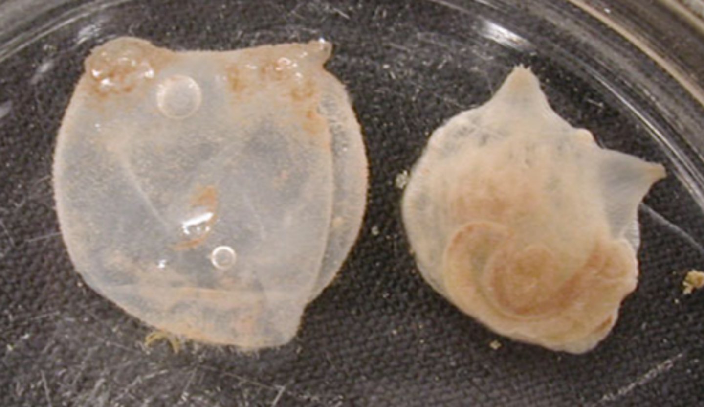 <p>Sea squirts!</p>