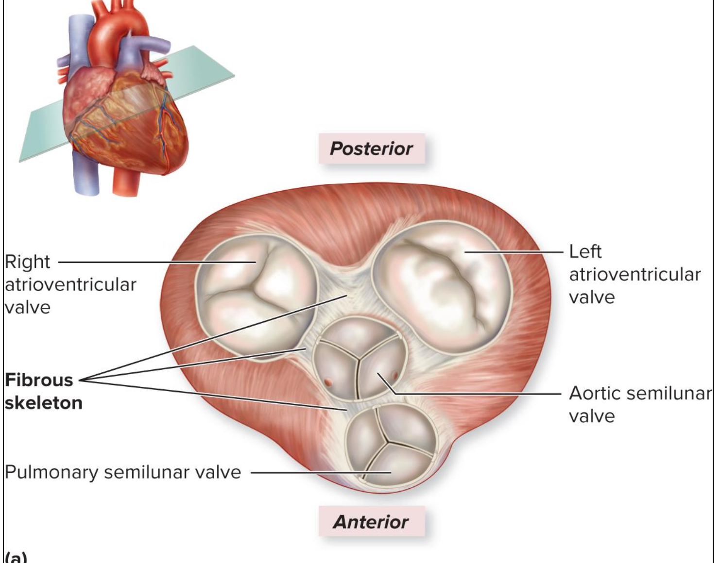 <p>anchors heart valves</p>