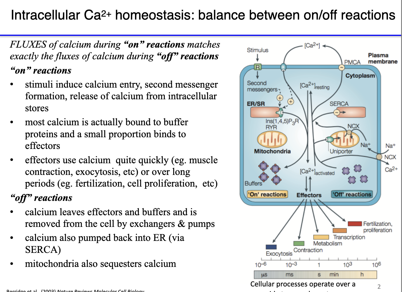 <ul><li><p class="isSelectedEnd"><strong><span>ON reaction:</span></strong><span> Ca²⁺ floods into cytoplasm → binds effector proteins (e.g., troponin) → exposes myosin binding sites → triggers contraction or other Ca²⁺-activated pathways.</span></p></li><li><p class="isSelectedEnd"><strong><span>OFF reaction:</span></strong><span> Ca²⁺ must be rapidly removed so it dissociates from effectors:</span></p><ul><li><p class="isSelectedEnd"><strong><span>PMCA</span></strong><span> pumps Ca²⁺ out of the cell (ATP-dependent).</span></p></li><li><p class="isSelectedEnd"><strong><span>Na⁺/Ca²⁺ exchanger</span></strong><span> exports Ca²⁺ via secondary active transport.</span></p></li><li><p class="isSelectedEnd"><strong><span>SERCA</span></strong><span> returns Ca²⁺ to the SR.</span></p></li></ul></li><li><p class="isSelectedEnd"><span>Ca²⁺ is </span><strong><span>not degraded</span></strong><span>, only </span><strong><span>sequestered</span></strong><span> into compartments where it can’t activate proteins.</span></p></li><li><p class="isSelectedEnd"><span>Muscle function depends on </span><strong><span>Ca²⁺ cycling</span></strong><span>: brief cytoplasmic spikes (ON) followed by rapid clearance (OFF).</span></p></li><li><p><span>This fast ON/OFF cycling enables </span><strong><span>repeated, coordinated contractions</span></strong><span> across whole muscles.</span></p></li></ul><p></p>