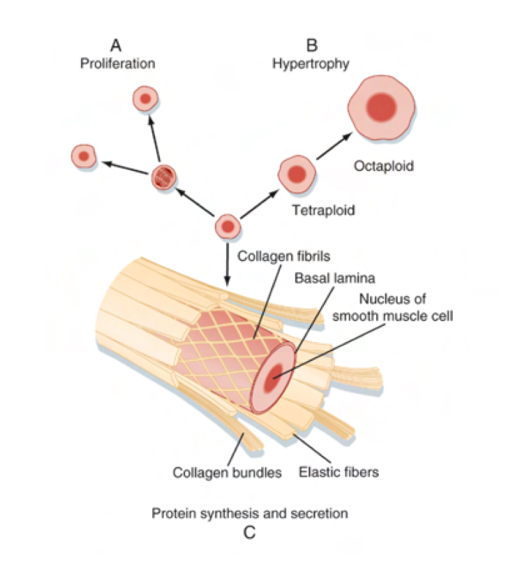 <p>What are smooth muscle chracteristics?</p>