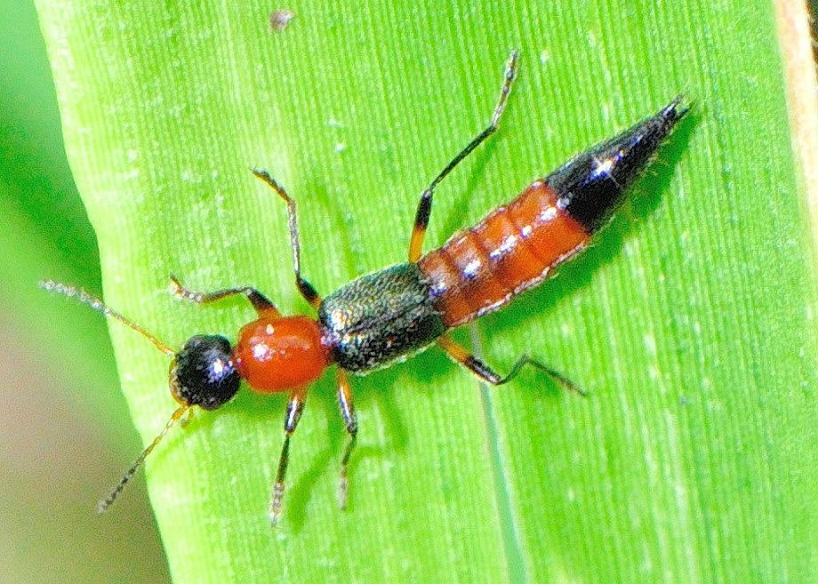 <ol><li><p>Short elytra that leave more than 4 abdominal tergites visible</p></li><li><p>Superficially similar to earwigs but missing pincer-like cerci</p></li></ol><p></p>