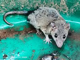 <p>have opposable thumbs and big toes - might show mouse opposum</p>