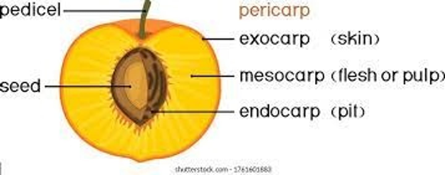 <p>(simple, fleshy)</p><p>one-seeded fruit from a superior ovary (e.g., cherry, mango, avocado)</p><p>- endocarp: becomes hard and stony</p><p>- exocarp: becomes relatively thin</p><p>- mesocarp: is fleshy</p>