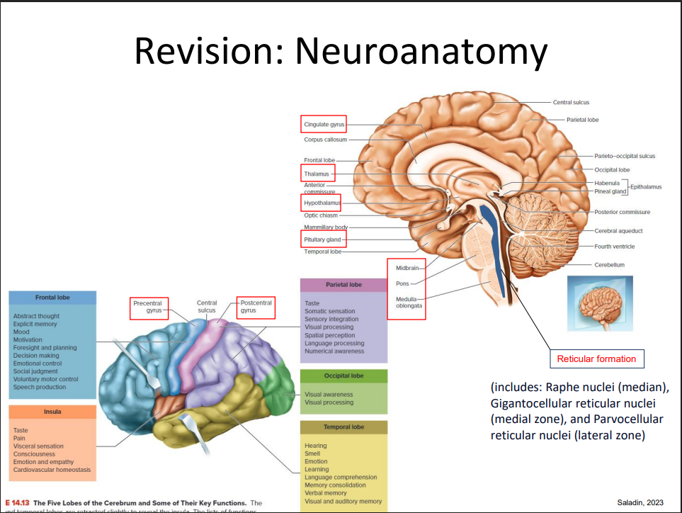 <p>Revision of Neuroanatomy</p>
