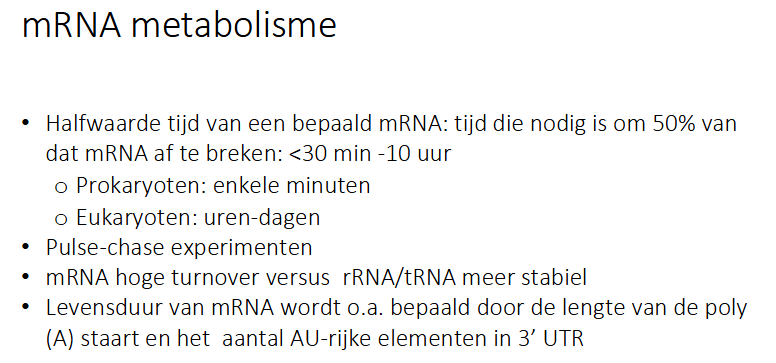 <p>oa door lengte polyAstaart (want beschermt tegen exonucleasen) en aantal AU-rijke elementen in 3’UTR</p>