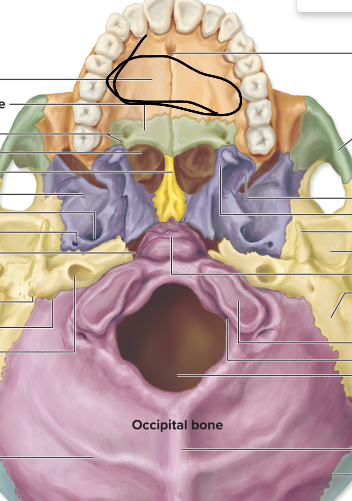 <p>The anterior ¾ of the hardpalate. A horizonal process.&nbsp;</p>