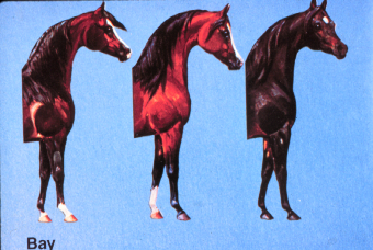 <p>Bay</p>