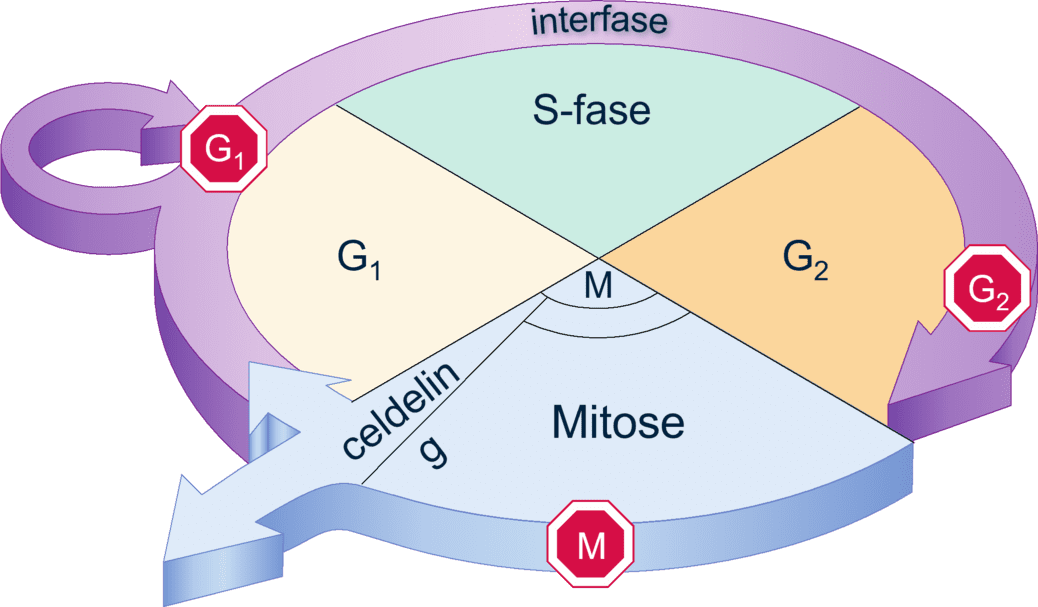 <p>Wat is de interfase?</p>