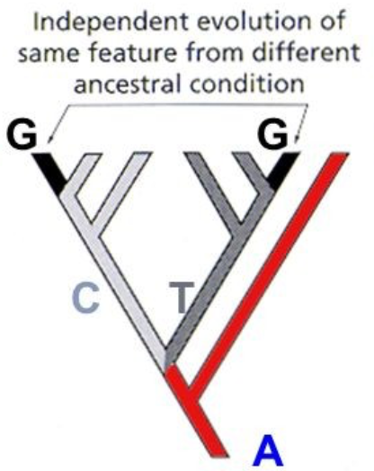 A type of homoplasy. If the similarity is the result of a development from a different prior condition to a similar one, usually as a result of a transition to a similar lifestyle.