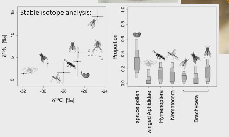 <ul><li><p>What is ratio of carbon 12 : carbon 13 and also the ratio of nitrogen 14 : nitrogen 15 in animal</p></li><li><p>Then you do same thing for all the potential things they could eat (ex. All the things caught in their web like pollen, insects)</p></li><li><p>Then you are what you eat, carbon and nitrogen ratios in predator will be similiar to the ratio of the food they eat</p></li><li><p>Pollen is too big for the consumption to be accidental. They need to digest it outside of body then eat it</p></li></ul><p></p>