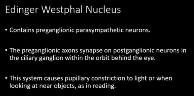 <p>-Oculomotor (III)- Edinger Westphal nucleus</p><ul><li><p>axons travel out and <strong>innervate ciliary ganglia</strong>; <mark data-color="green" style="background-color: green; color: inherit">post ganglionics from the ciliary ganglia will innervate constrictor pupillae muscle and ciliary muscles</mark> that allow the lens to thicken for near vision</p></li></ul><p>-Facial (VII) - superior salivatory nucleus</p><ul><li><p>axons leaving superior salivatory nucleus synapse with 2 different ganglia: </p><ul><li><p>1.<strong><mark data-color="green" style="background-color: green; color: inherit"> pterygopalatine ganglion </mark></strong><mark data-color="green" style="background-color: green; color: inherit">which innervates the lacrimal gland </mark></p></li><li><p>2. <strong><mark data-color="green" style="background-color: green; color: inherit">submandibular ganglion</mark></strong><mark data-color="green" style="background-color: green; color: inherit"> which innervates salivary glands</mark></p></li></ul></li></ul><p>-Glossopharyngeal (IX) - inferior salivatory nucleus</p><ul><li><p>axons leave inferior salivatory nucleus and <mark data-color="green" style="background-color: green; color: inherit">synapse in the </mark><strong><mark data-color="green" style="background-color: green; color: inherit">otic ganglion</mark></strong><mark data-color="green" style="background-color: green; color: inherit">,</mark><strong><mark data-color="green" style="background-color: green; color: inherit"> postganglionics</mark></strong><mark data-color="green" style="background-color: green; color: inherit"> innervate the parotid gland</mark></p></li></ul><p>-Vagus (X) - dorsal motor nucleus</p>
