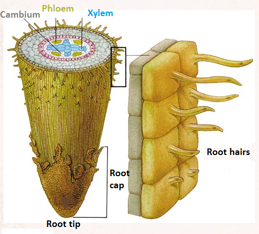 <p><span>large surface area of root hairs increases the uptake of water and mineral ions</span></p>