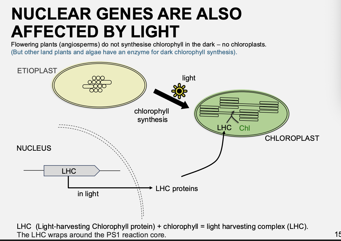 <ul><li><p><strong>nuclear</strong> genes</p></li><li><p>instead of the chloroplast genes</p></li></ul><p>→ e.g the transciption of LHC controlled by light</p>