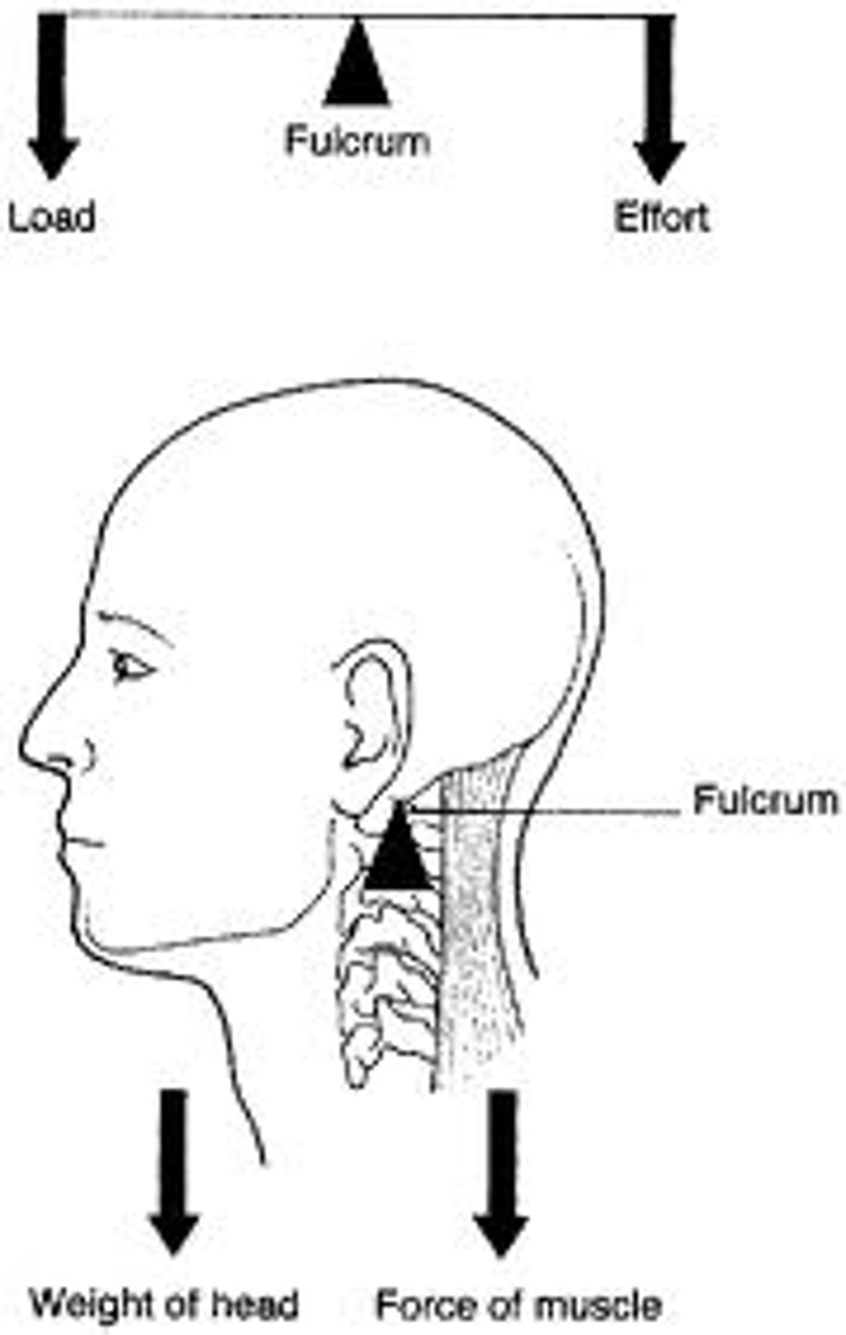 <p>head on occiput</p><p>- AO joint (fulcrum) between neck extensors (internal force) + gravity on skull (external force)</p>