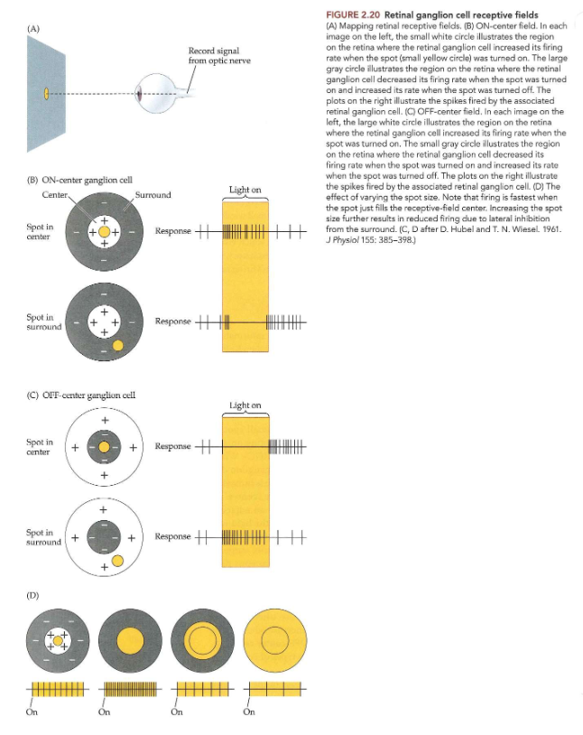 <ul><li><p>kleine elektroden gebruikt om elektrische veranderingen in individuele ganglioncellen te bestuderen</p></li><li><p>ganglioncellen: vuren spontaan actiepotentialen af (± 1 spike per seconde), zelfs bij afwezigheid van visuele stimulatie</p><ul><li><p>elke ganglioncel: klein venster op de wereld =  receptieve veld</p></li></ul></li><li><p>receptieve veld</p><ul><li><p>= gebied op netvlies (en corresponderende gebied in visuele ruimte) waarin visuele stimuli de vuurfrequentie van neuronen beïnvloeden</p><ul><li><p>invloed kan exciterend zijn of inhiberend</p><ul><li><p>exciterend: vuurfrequentie van ganglion verhogen</p></li><li><p>inhiberend: vuurfrequentie van ganglion verlagen</p></li></ul></li></ul></li></ul></li><li><p>experiment van Kuffler:</p><ul><li><p>visuele stimulus: klein lichtpuntje op projectiescherm, dat over netvlies bewoog en aan &amp; uit ging</p><ul><li><p>terwijl impulsen van enkele retinale ganglioncel geregistreerd</p></li></ul></li><li><p>wanneer vlek op specifiek klein gebied van netvlies werd geplaatst → ganglioncel verhoogde vuursnelheid wanneer licht werd aangezet</p><ul><li><p>gebied = center van het receptieve veld van de ganglioncel</p></li></ul></li><li><p>wanneer vlek naar aangrenzend gebied van netvlies werd verplaatst → ganglioncel verlaagde vuursnelheid wanneer licht werd aangezet</p></li></ul><p>→ is het geval voor een ON-center cel</p></li><li><p>ON-center cel:</p><ul><li><p>vuursnelheid neemt toe wanneer licht in midden van receptieve veld wordt aangezet</p></li><li><p>vuursnelheid neemt af wanneer licht in surround wordt aangezet</p></li></ul></li><li><p>OFF-center cel:</p><ul><li><p>vuursnelheid neemt af wanneer licht op plek in center van receptieve veld word aangezet</p></li><li><p>vuursnelheid neemt toe wanneer licht op plek in surround wordt aangezet</p></li></ul></li></ul><p>→ meeste retinale ganglioncellen hebben 1 van de 2 typen concentrische center-surround organisatie</p><p></p>