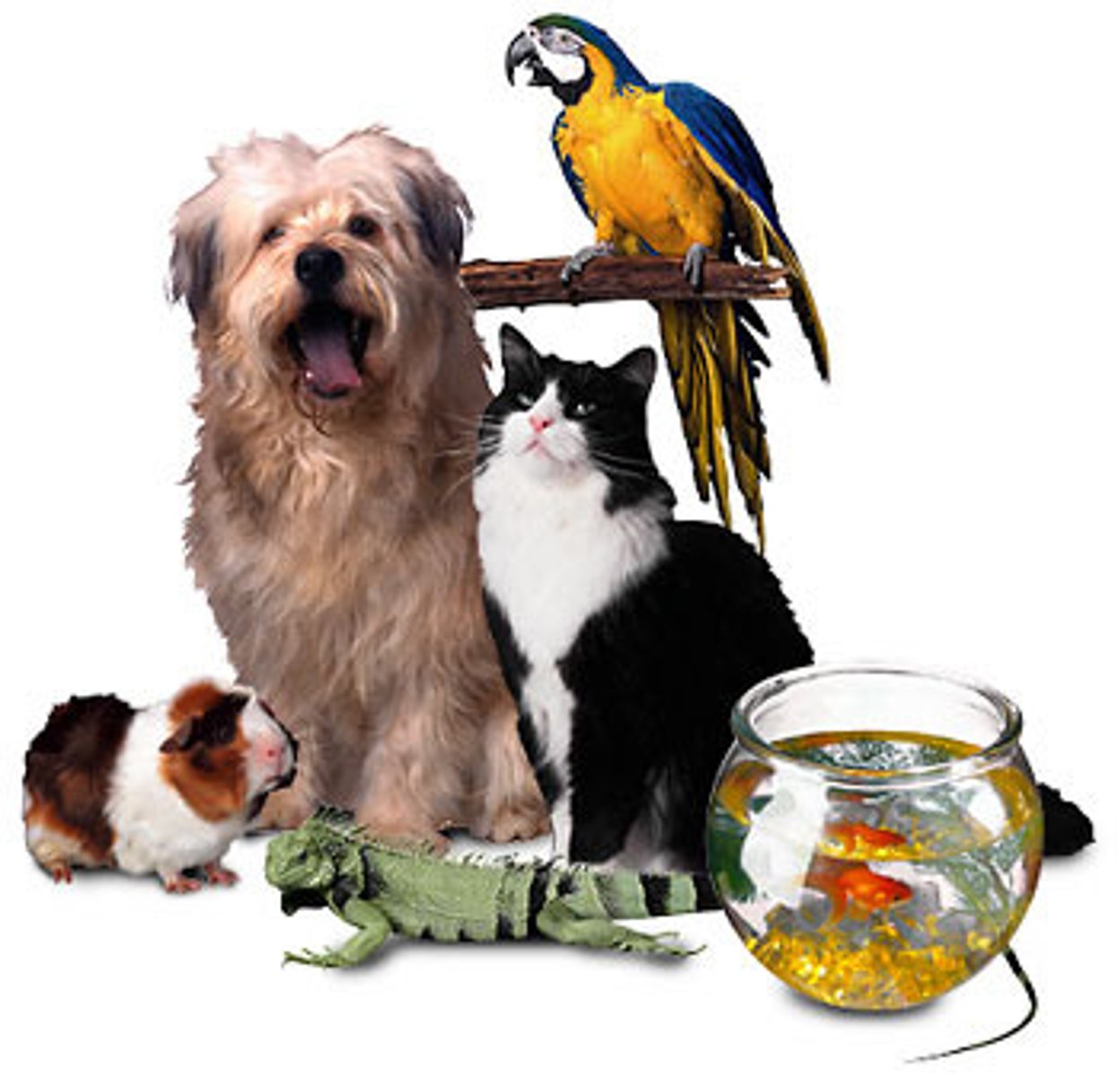 <p>Do you have a pet?</p>