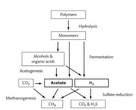 <p>What are the waste products that supply electrons to the anaerobic food chain?</p>