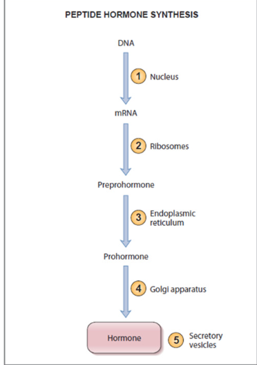 <p><strong>3 types: Amines, Lipid derivatives, peptides</strong></p><p>Hormones = chemical messenger through bloodstream</p><p></p><p><strong>1. Amines: amino acid derivatives</strong></p><ul><li><p>most derived from → tyrosine</p></li><li><p>thyroid hormone, epinephrine, norepinephrine, dopamine</p></li><li><p>melatonin (derived from triptifan) </p></li></ul><p></p><p>2. <strong>Lipid Derivatives</strong>:</p><ul><li><p><strong>Steroid Hormones</strong>: derived from → cholesterol</p><ul><li><p>i.e. testosterone, progesterone, estrogen, aldosterone, cortisol, corticosterone, Vitamin D </p></li></ul></li><li><p><strong>Eicosanoids</strong>: derived from → arachidonic acid (paracrines)</p><ul><li><p>paracrine chemicals</p></li></ul></li></ul><p></p><p>3. <strong>Peptide Hormones</strong>: 3-200 amino acids</p><ul><li><p>majority of hormones</p></li><li><p>may be glycoproteins</p></li><li><p>divided into groups depending on size:</p><ul><li><p><u>smaller amino acids chains → peptide hormones</u></p></li><li><p><u>larger amino acid chains → protein hormones</u></p></li></ul></li></ul><p></p><ul><li><p>First synthesized as <u>prohormones </u>(inactive protein form)</p></li><li><p>undergo post-translational processing → activated</p></li><li><p><strong>stored </strong>in secretory vesicles</p></li><li><p>released via exocytosis</p></li></ul><p></p>
