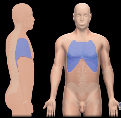 Identify the body region