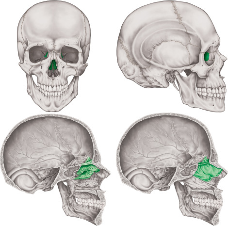<p>crista galli, cribriform plate, perpendicular plate, superior nasal concha, middle nasal concha</p>