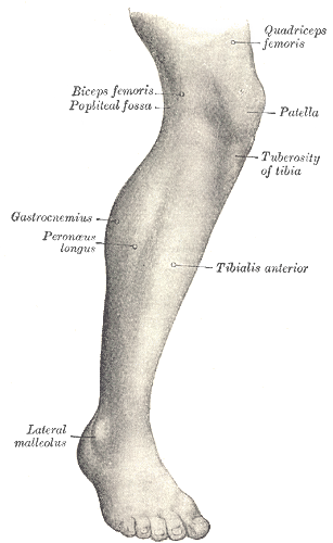 <p>Leg</p>