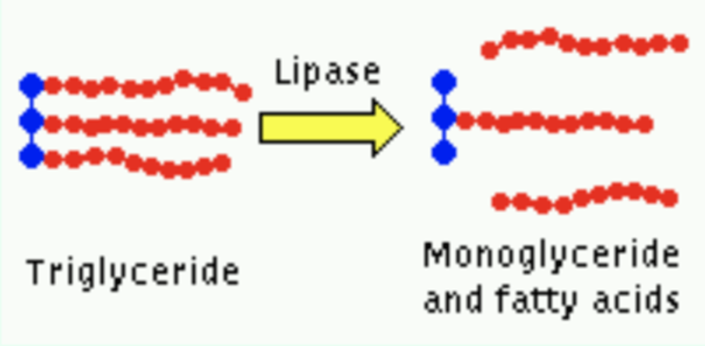 <p>the sequential hydrolysis of triacylglycerols at their 1 and 3 positions to generate free fatty acids and 2- monoglycerides</p>