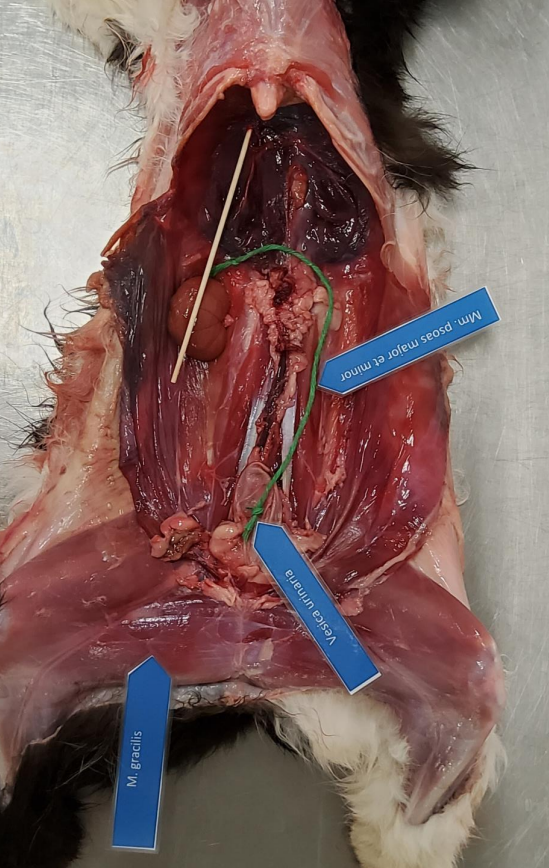 **Post 1.**

**Orientering af organsæt og muskler samt topografi i katten. Kat positioneret på ryggen/højre side. Abdomen åbnet, tarmkanal, ventrikel og lever fjernet. Dorsale peritoneum fjernes. Begge nyrer tages ud kapslerne fjernes og hilus blottes. Venstre bag afhudes og beneet abduceres og roteres udad, så M. gracilis er synlig.**

\
**Spørgsmål 1:** Placér højre nyre topografisk korrekt i dyret.