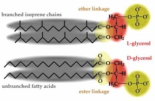 <p><mark data-color="red">Membrane lipid structure</mark></p><p>Can you label, describe and explain what this diagram is/shows?</p>