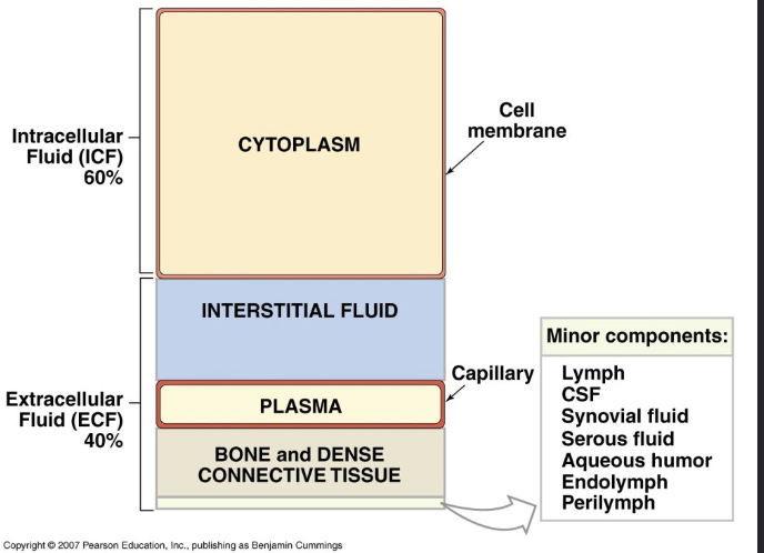 <p><strong>Homeostasis</strong></p><ul><li><p>Defend cells against hostile environment</p></li><li><p>Maintain stable internal environment for internal cells</p></li></ul><p>E.g. The water content of a multicellular organism can be divided into two major compartments:</p><p>1) Intracellular Fluid (60%)</p><ul><li><p>The intracellular fluid compartment is all of the body’s water found within cells (liquid portion of cytoplasm)</p></li></ul><p>2) Extracellular Fluid (40%)</p><ul><li><p>All of the body’s water not found within cell plasma membranes (Forms cells’ immediate environment: interstitial fluid, plasma, bone &amp; dense connective tissue)</p></li></ul><p>There is a lot of exchange (gasses, nutrients, waste, etc.,) between intracellular fluid &amp; extracellular fluid, and so composition and volume of extracellular fluid must be kept stable to minimize the amount of work cells must do to maintain their own individual homeostasis</p><p><strong>Reproduction &amp; Growth</strong></p><ul><li><p>The multicellular body must be able to produce new multicellular bodies</p></li><li><p>Sex, fertilization, development, &amp; growth</p></li><li><p>Development &amp; differentiation require complex &amp; flexible control systems</p></li></ul><p></p>