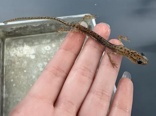 <p>Eurycea lucifuga. Plethodontidae. </p>