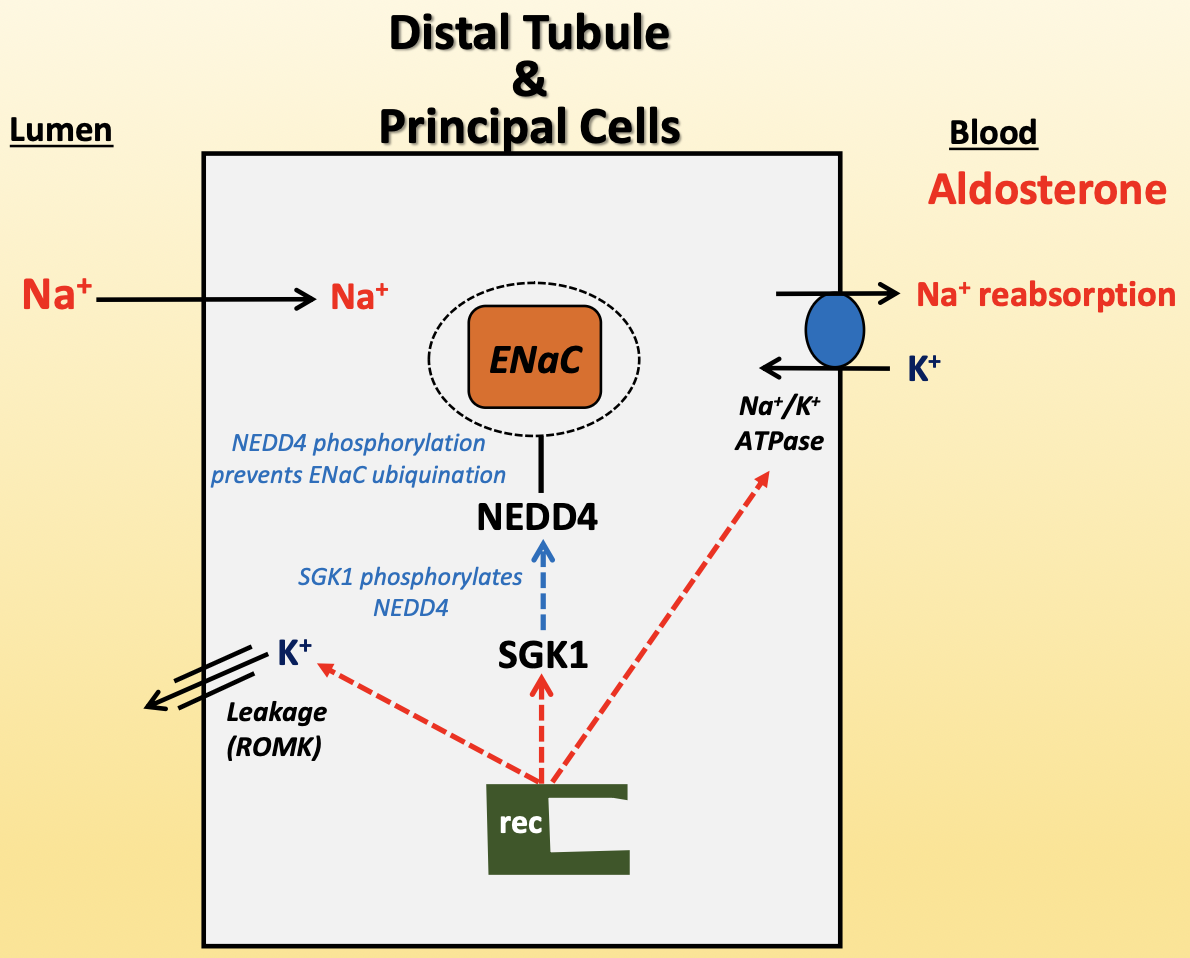 <p>increases Na<sup>+</sup> reabsorption and K<sup>+</sup> secretion</p><ul><li><p>aldosterone activates intracellular receptor</p><ul><li><p>increases ROMK expression</p></li><li><p>increases Na<sup>+</sup>/K<sup>+</sup>-ATPase expression</p></li><li><p>SGK1 expression</p><ul><li><p>active SGK1 phosphorylates NEDD4 </p></li><li><p>NEDD4 phosphorylation prevents ENaC ubiquitination for degradation</p></li></ul></li></ul></li><li><p>released from adrenal gland in cortex</p></li><li><p>AngII activates its release during volume depletion and lowered BP</p></li><li><p>increased K<sup>+</sup> activates release</p></li></ul><p></p>