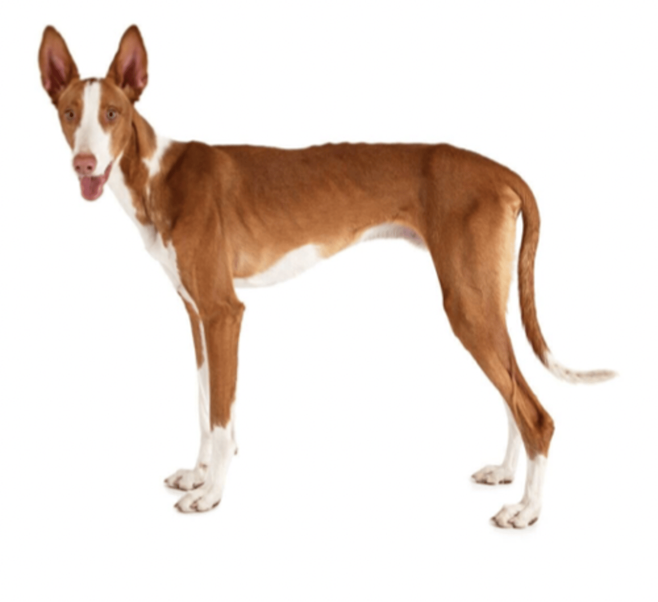 <p>FCI - 5, large and skinny, white and red, always large stiff ears</p>