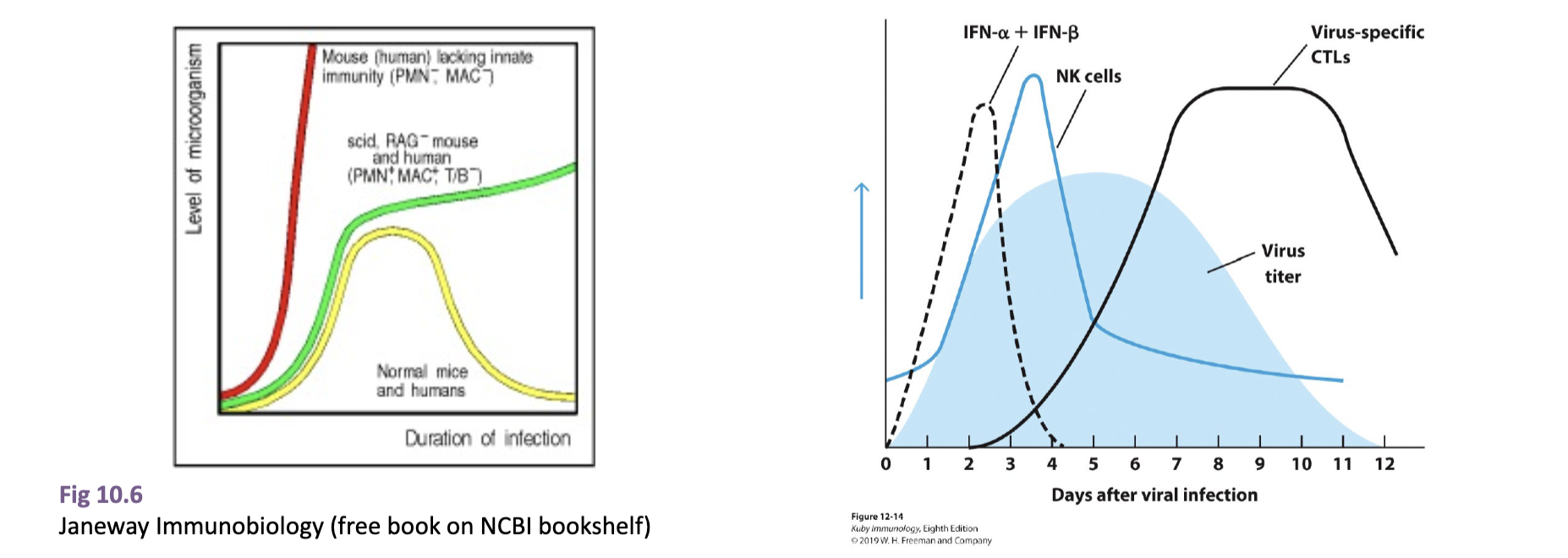 <p>lacking innate: infection would increase exponentially as there is nothing to slow immediate infection, no APC to initiate adaptive </p><p>lacking adaptive: after initial plateau thanks to innate immune system interference, the levels of infection would slowly increase as there is no adaptive system to fully get rid of it </p><p>normal: initial spike, then plateau (innate IS), then decrease when adaptive response activated</p>
