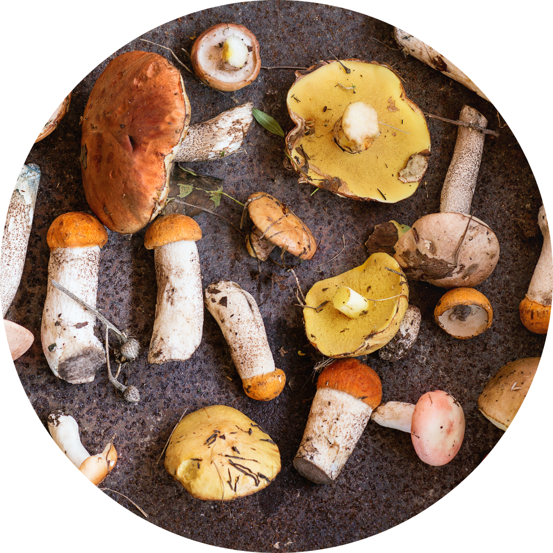 <p><span><strong>to find out what type of mushrooms are present</strong></span></p><p></p><p><span>It is important to identify mushrooms carefully so you stay safe.</span></p>