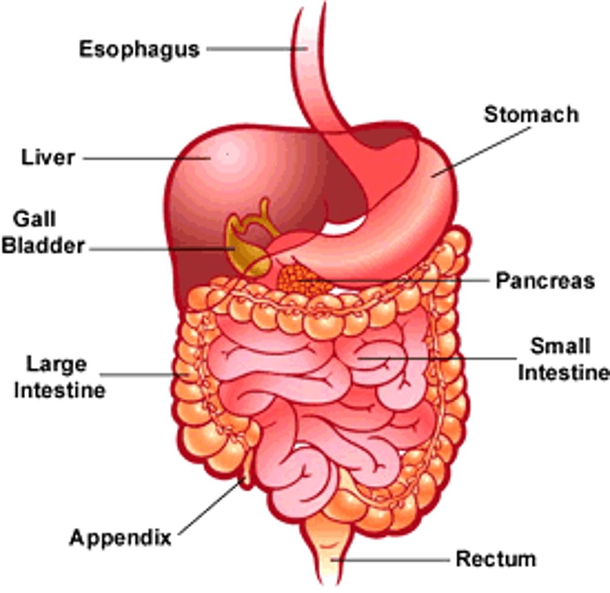 <p>gastrointestinal tract from mouth to stomach to anus, liver, teeth, pancreas, gallbladder (function - physical and chemical breakdown of food and absorption of food)</p>