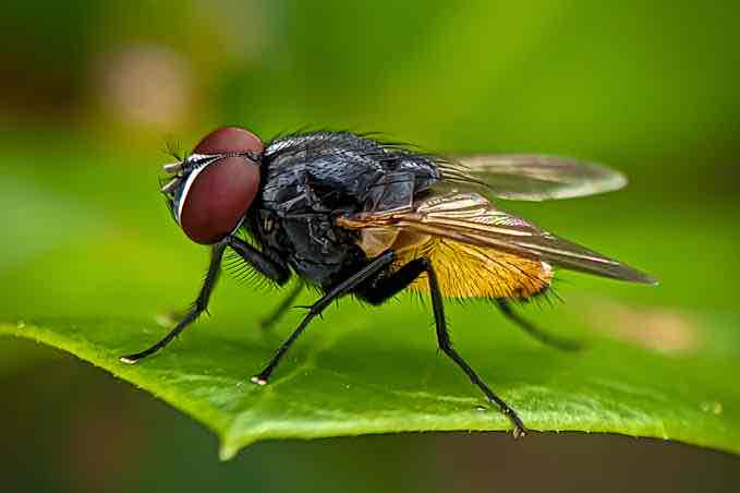 <p></p><p><em>Musca autumnalis</em></p>