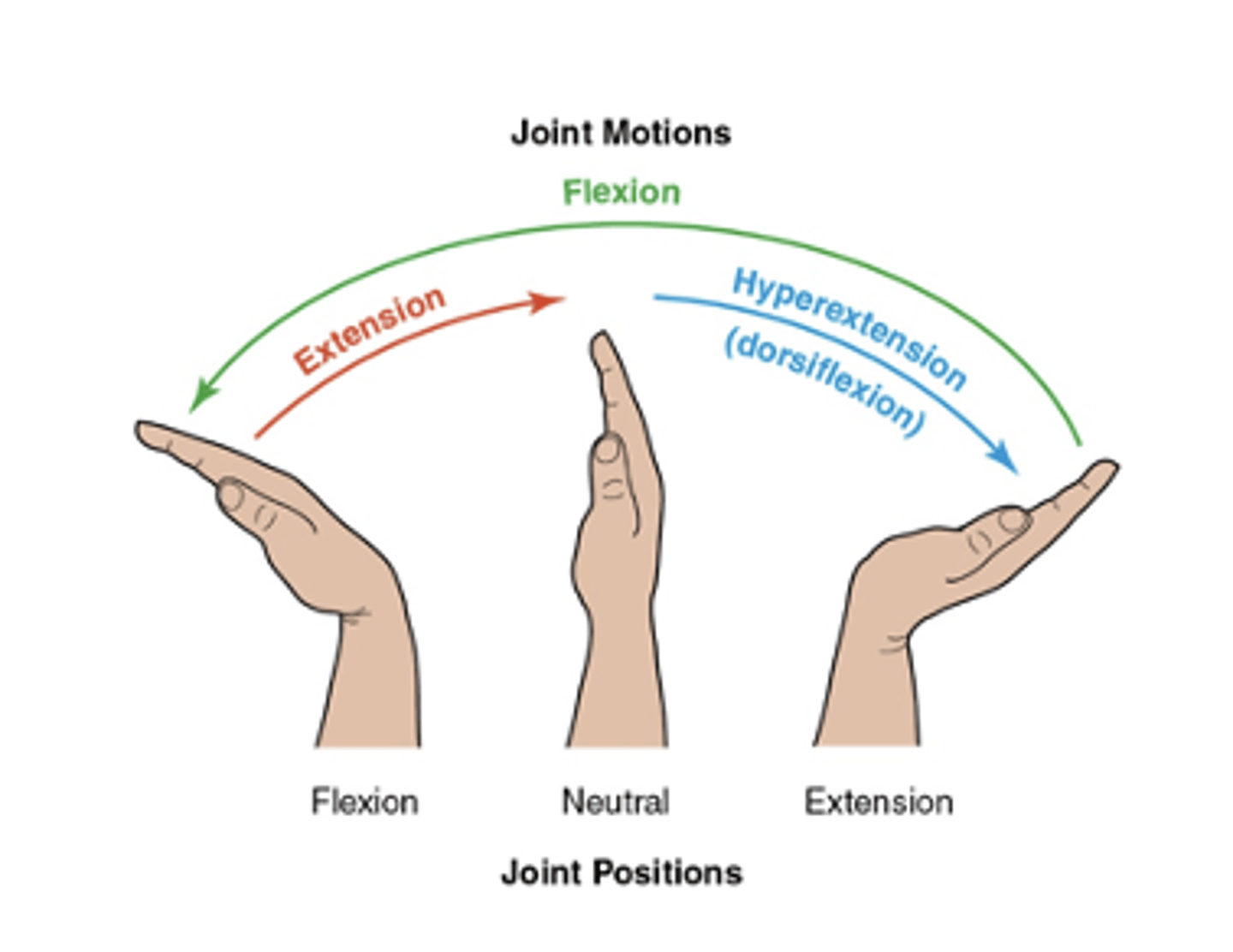 <ul><li><p>sagittal plane, frontal axis</p></li><li><p><strong>flexion</strong> <strong>ROM</strong>: 0-80 degrees</p></li><li><p><strong>extension</strong> <strong>ROM</strong>: 0-70 degrees</p></li></ul><p></p>