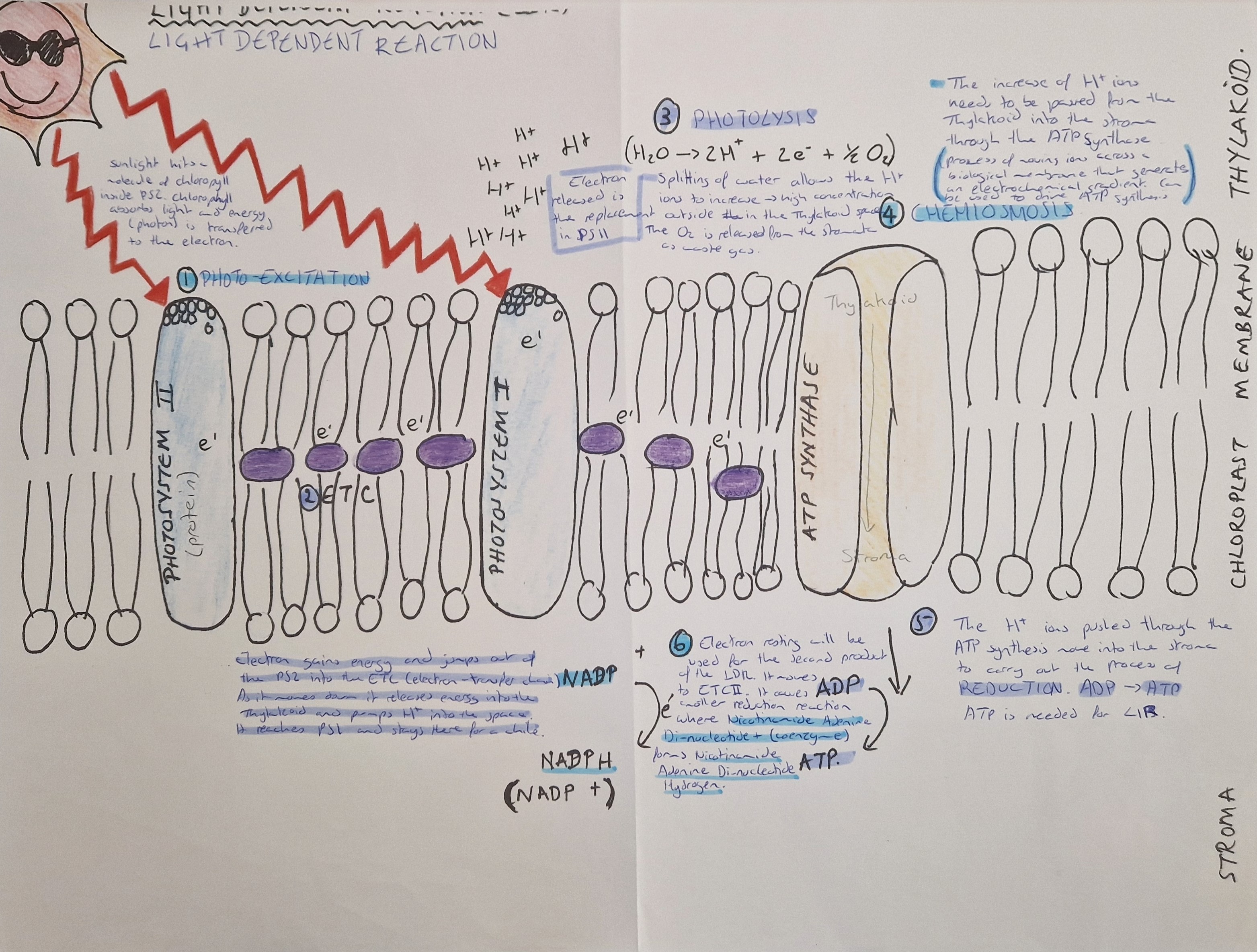 <p>light-dependent reaction</p>