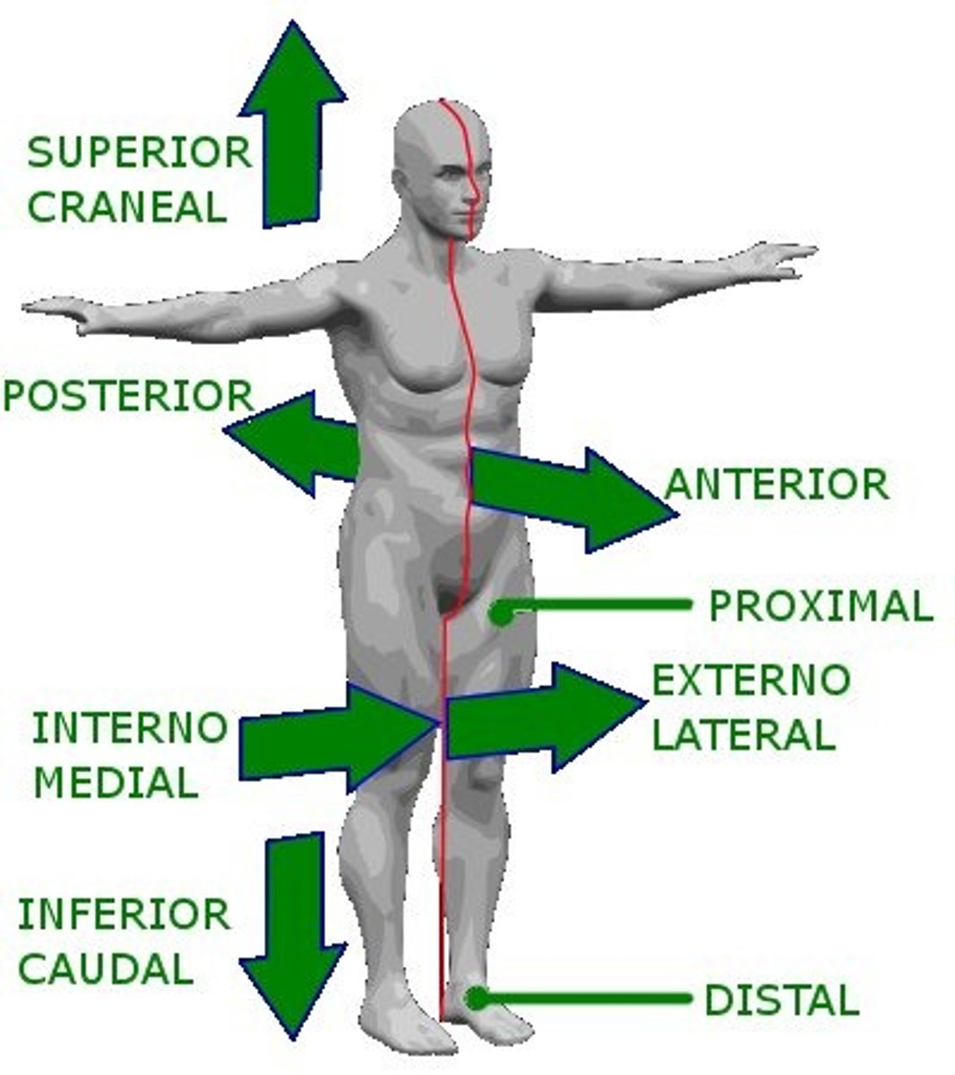 <p>Words used to explain relationships of locations of anatomical elements (distal, posterior, medial, etc.)</p>