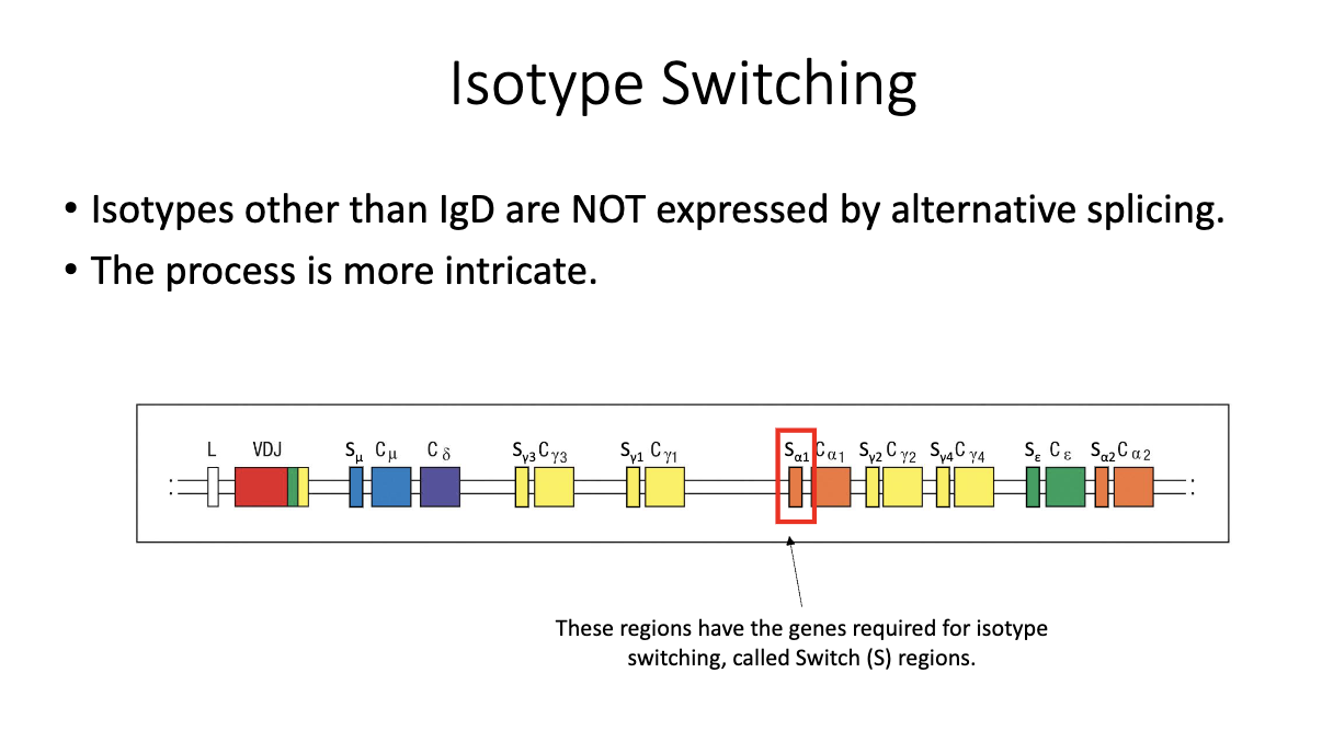 <ul><li><p class="isSelectedEnd"><span>Located </span><strong><span>upstream of each constant region</span></strong><span> (except δ/IgD).</span></p></li><li><p class="isSelectedEnd"><span>Not translated; function is purely regulatory.</span></p></li><li><p><span>Required for the recombination process that enables </span><strong><span>class-switch recombination (CSR)</span></strong><span>.</span></p></li></ul><p></p>