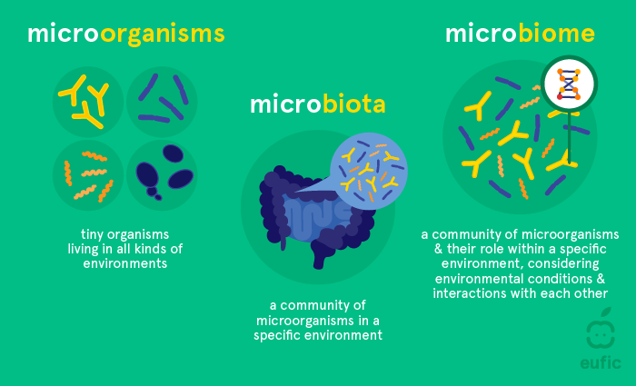 <ul><li><p>Microbiota</p><ul><li><p>The community of living microorganisms in a specific environment</p></li></ul></li><li><p>Microbiome</p><ul><li><p>The entire ecosystem of the microorganisms, the genetic material and the surrounding environment</p></li></ul></li></ul><p></p>