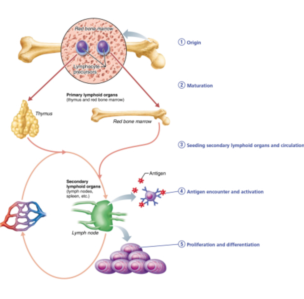 <p>How does a lymphocyte exhibit immunocompetence?  </p><p>by being relatively unresponsive to self-antigens so that they do not attack the body's own cells</p><p>by recognizing self-antigen</p><p>by being able to recognize their one specific antigen</p><p>by rapidly proliferating to form an army of cells exactly like themselves and bearing the same antigen-specific receptors</p>
